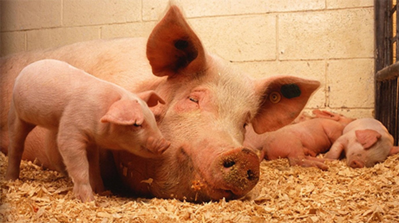 Пензенские колонии поставят бюджетным учреждениям свинину и говядину