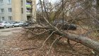На улице Заводской долгое время лежит рухнувшее дерево