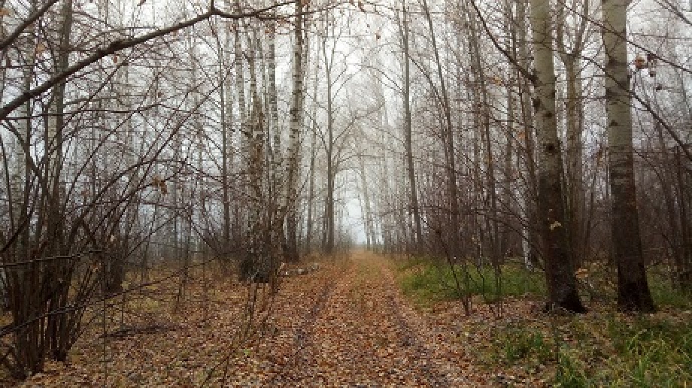 В Пензенской области зарегистрировано 350 нарушений лесного законодательства