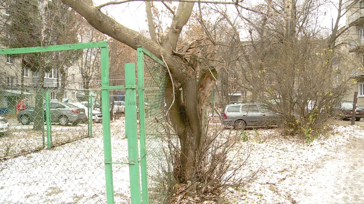 Территорию у дома на улице Попова оккупировали мертвые деревья