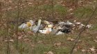 Лесополосу на улице Чапаева обезобразили горы мусора