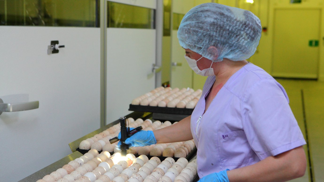 «Дамате» начала поставки яйца с российской фермы «Авиаген»