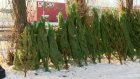 В мэрии Пензы озвучили стоимость сосен на елочных базарах