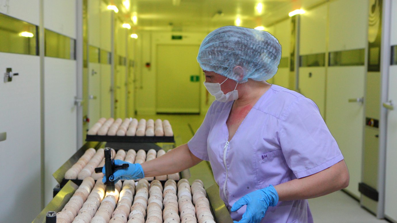 «Дамате» получила первый вывод индюшат из яйца фирмы «Авиаген»