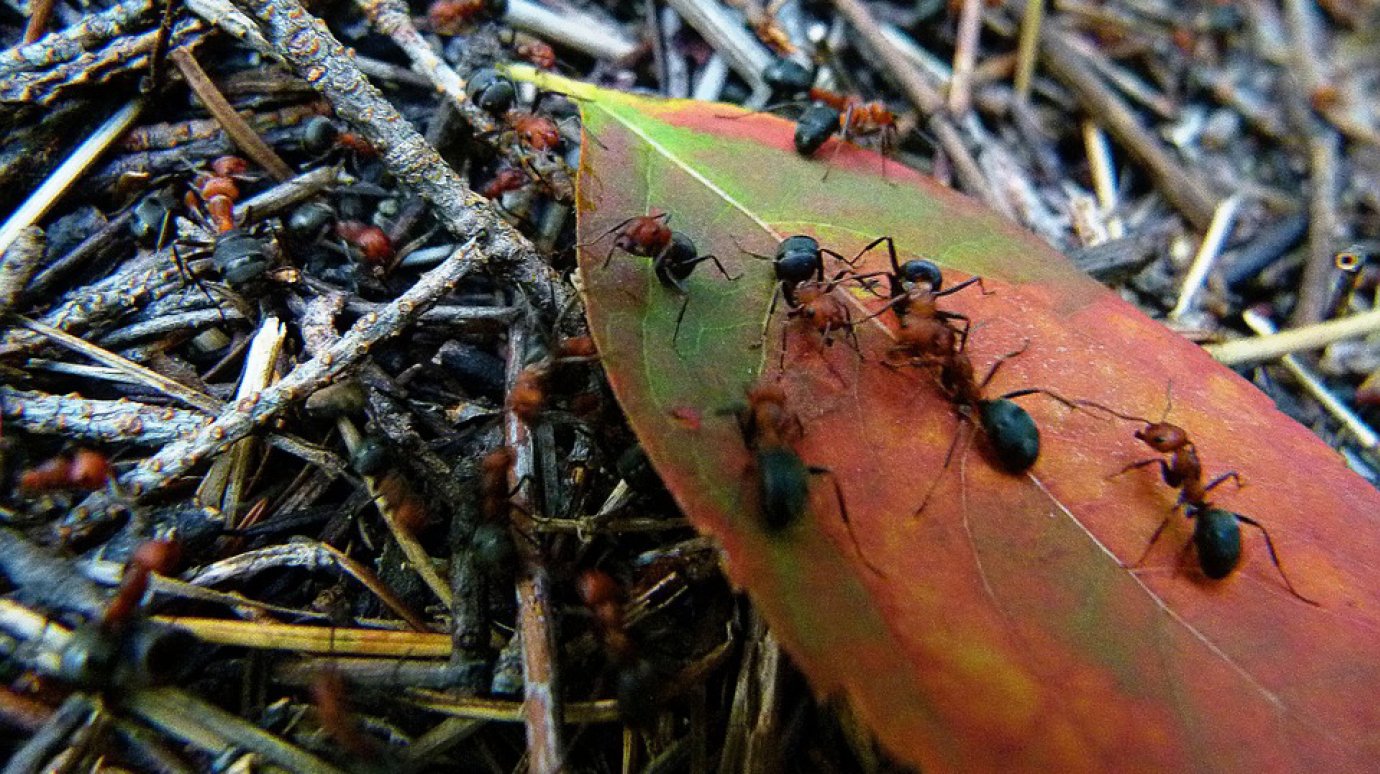 Муравейник красных муравьев лесных