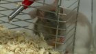 Живые крысы стали популярным подарком у пензенцев на Новый год