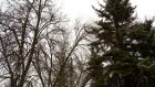 Ветки деревьев на улице Леонова грозят упасть на головы прохожим