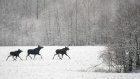 В Пензенской области браконьеры убили еще одного лося
