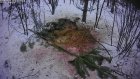 Застреленных в Лунинском районе лосей оценили в 640 000 рублей