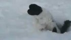 В Пензенской области щука загнала собачку рыболовов под лед
