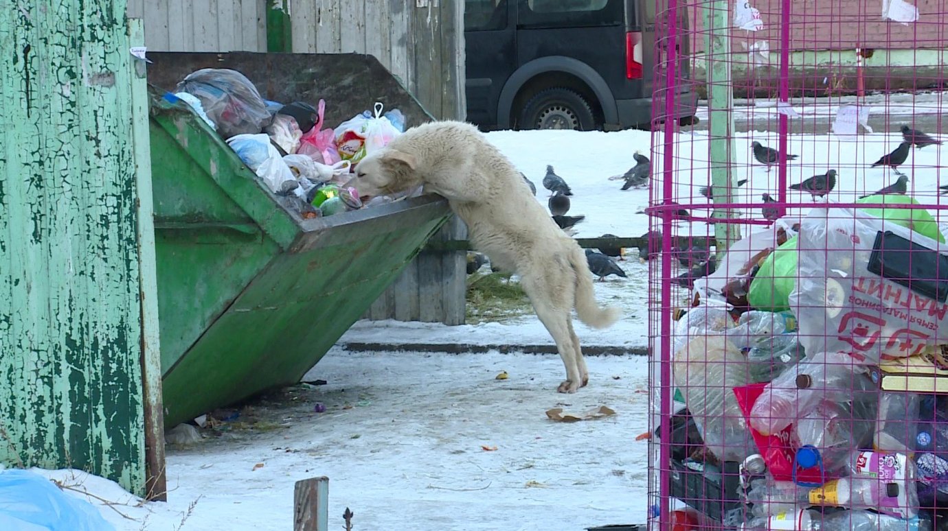 В Пензе бездомные собаки ищут еду в мусорных контейнерах