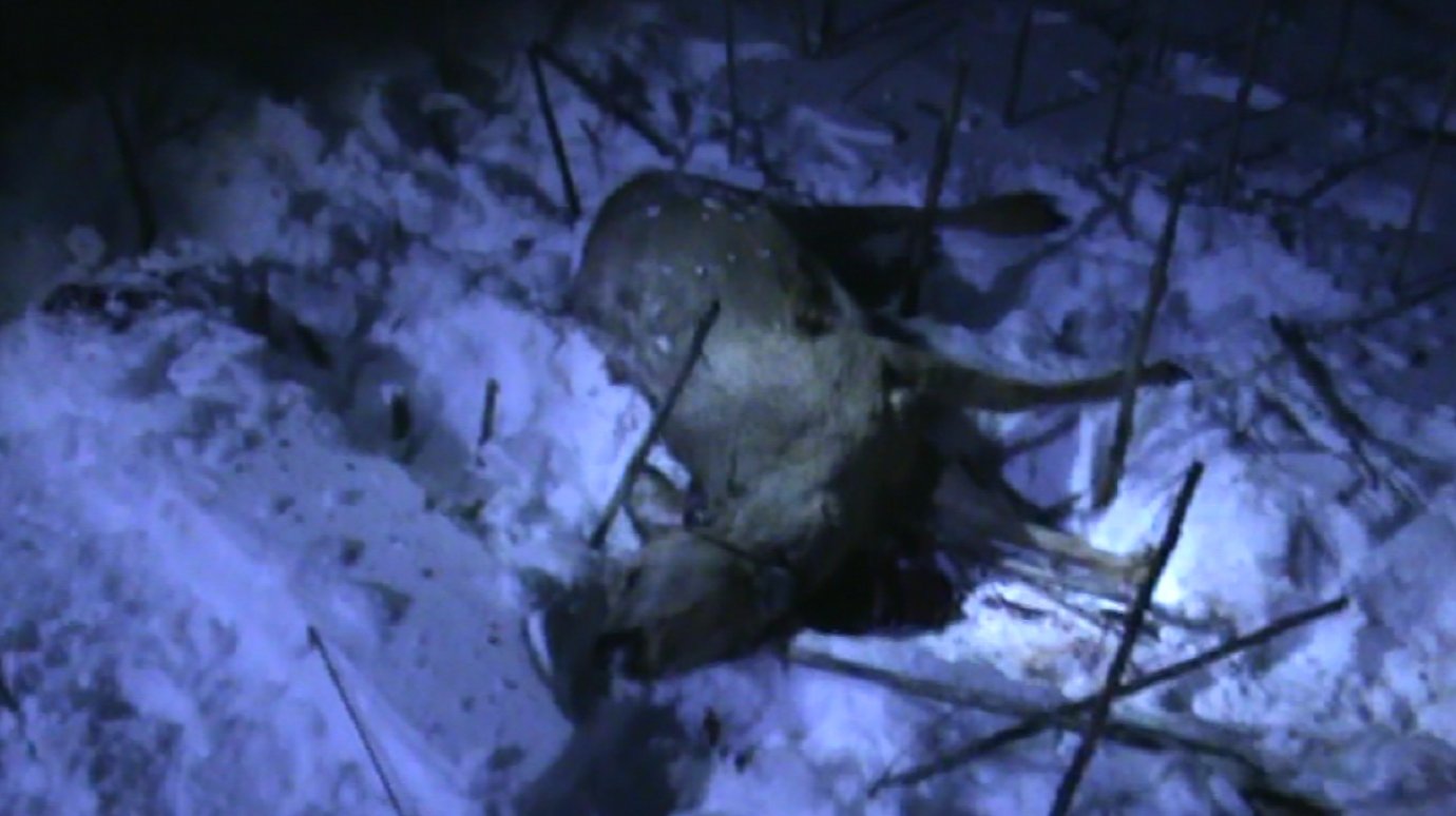 В Иссинском районе браконьеры жестоко расправились с косулями