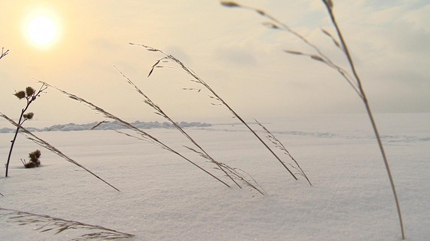 Озимые всходы зимой картина-пейзаж