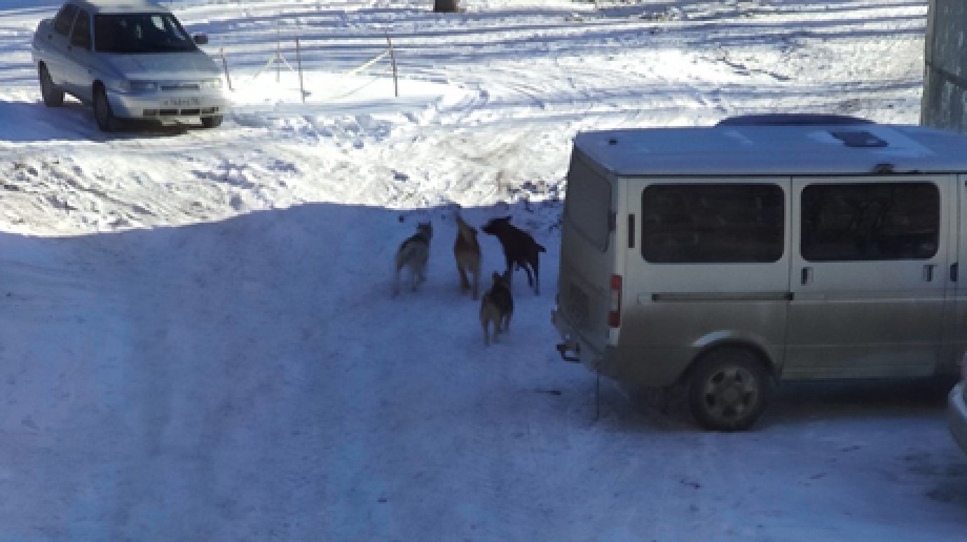Жители Кузнецка о проблеме бродячих собак: Мы боимся за своих детей