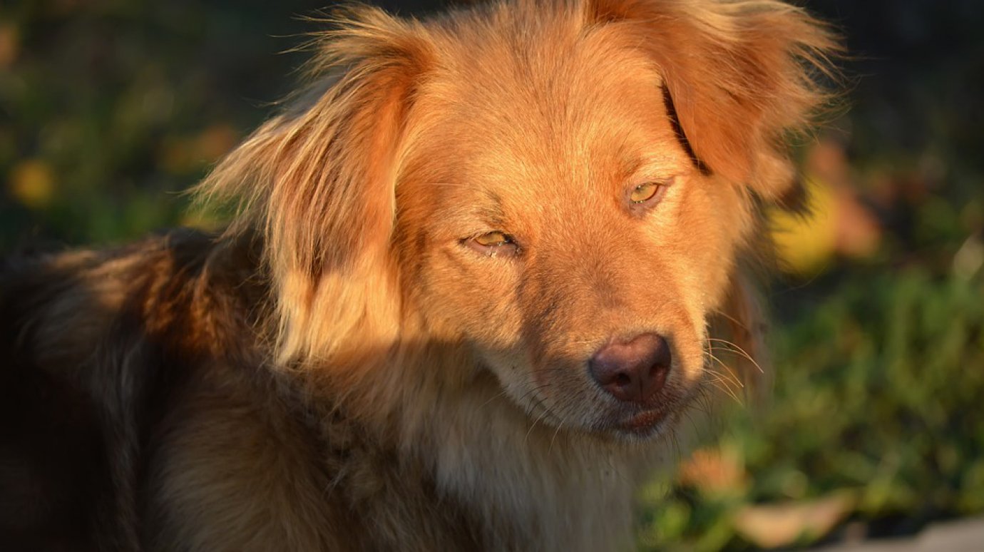 В Пензе назвали количество бездомных собак, пойманных с начала года