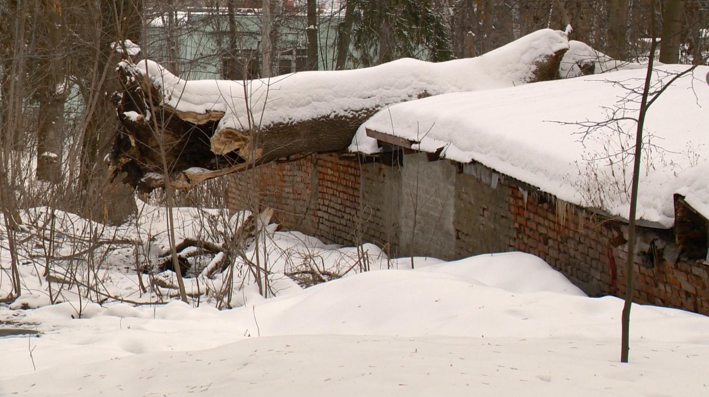 Упавшее дерево накрыло три сарая около дома № 9 на Красной