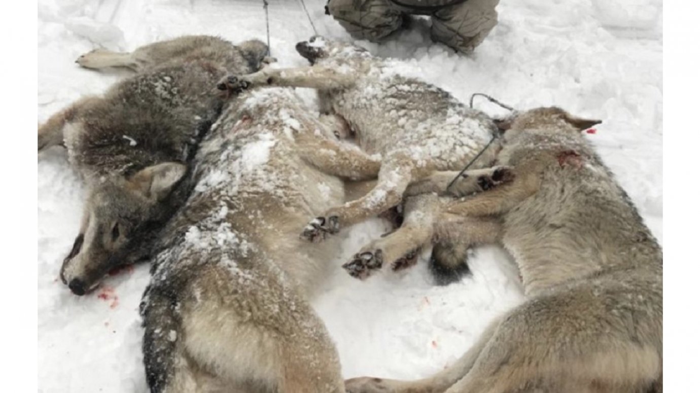 В Пензенской области охотники добыли 10 волков