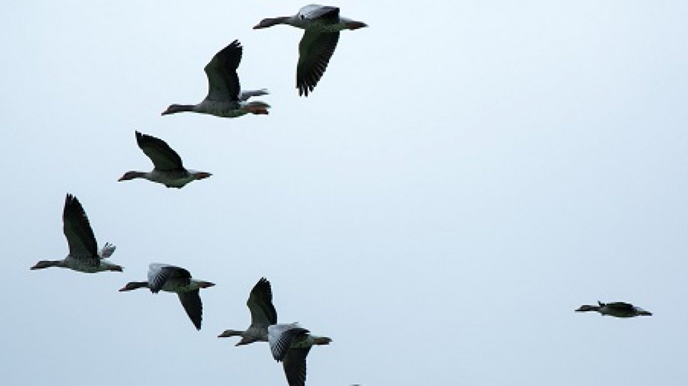 Пензенские охотники просят губернатора приблизить сезон добычи гусей