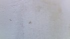 В квартирах дома на улице Пушанина расплодились муравьи
