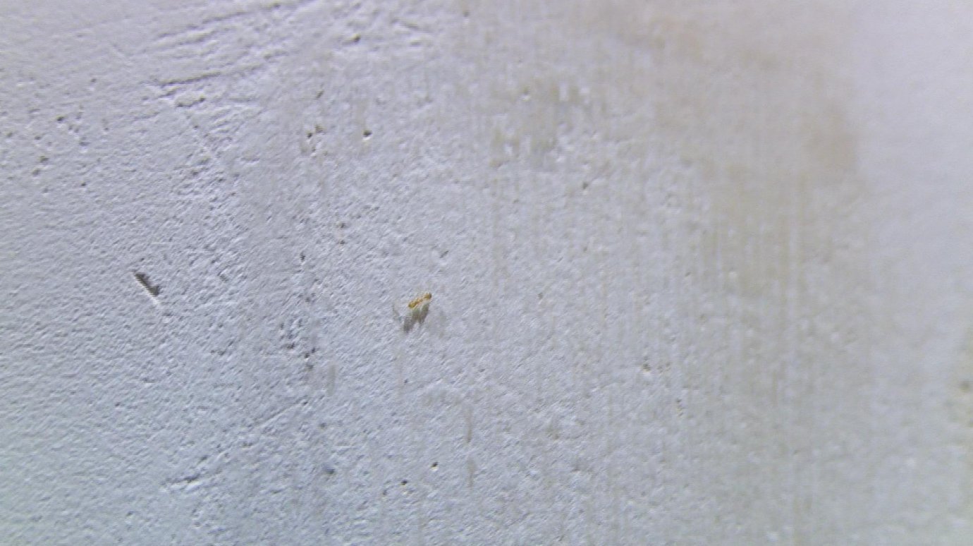 В квартирах дома на улице Пушанина расплодились муравьи