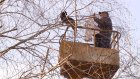 Жители Ударной помогли кошке спуститься с высокого дерева