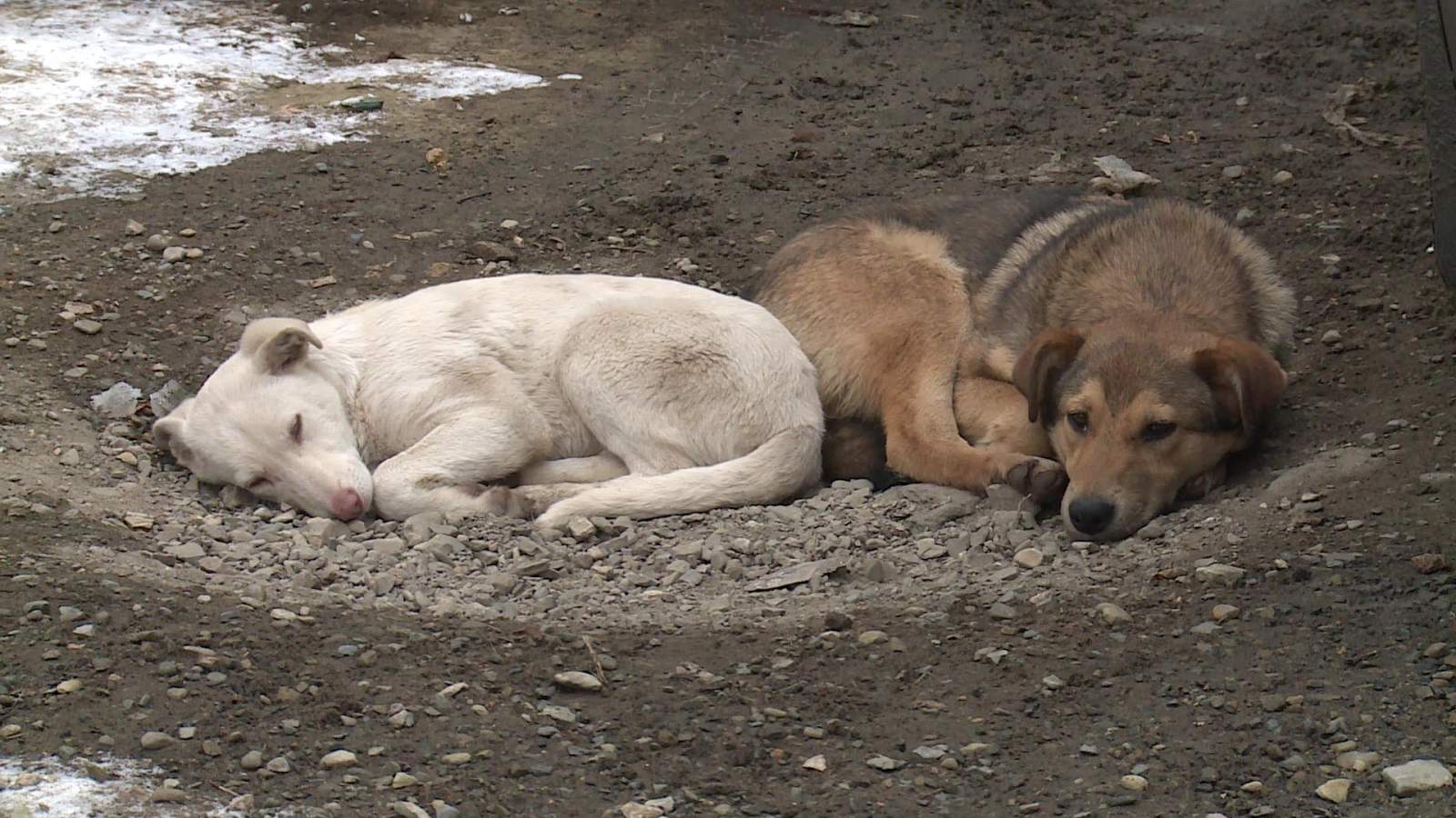 Фото отловленных собак