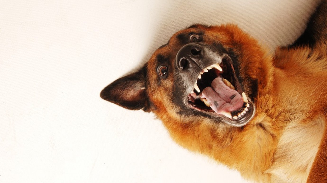 Полиция выяснила, кому принадлежат покусавшие бессоновских детей собаки