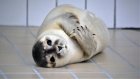 15 марта - День защиты детенышей тюленя