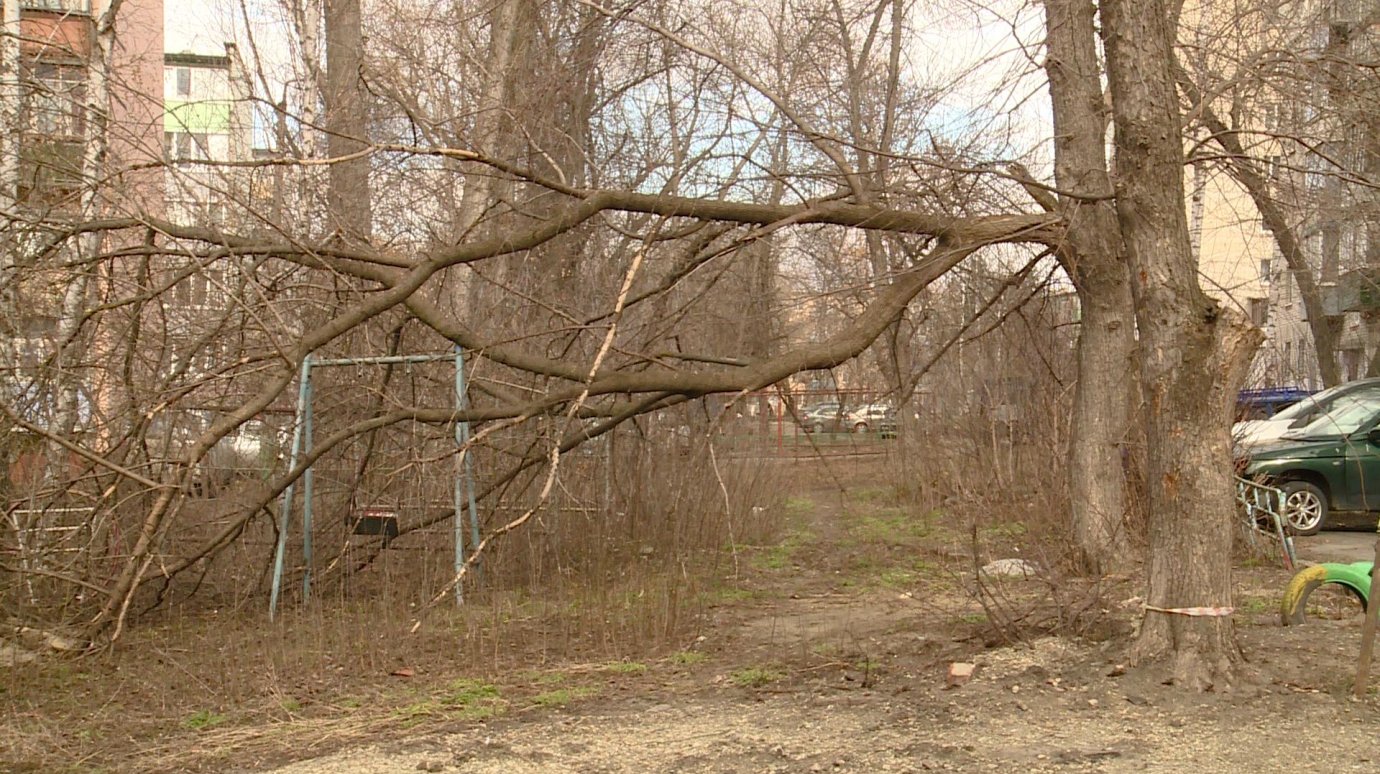 На проспекте Победы надломилась крупная ветка дерева