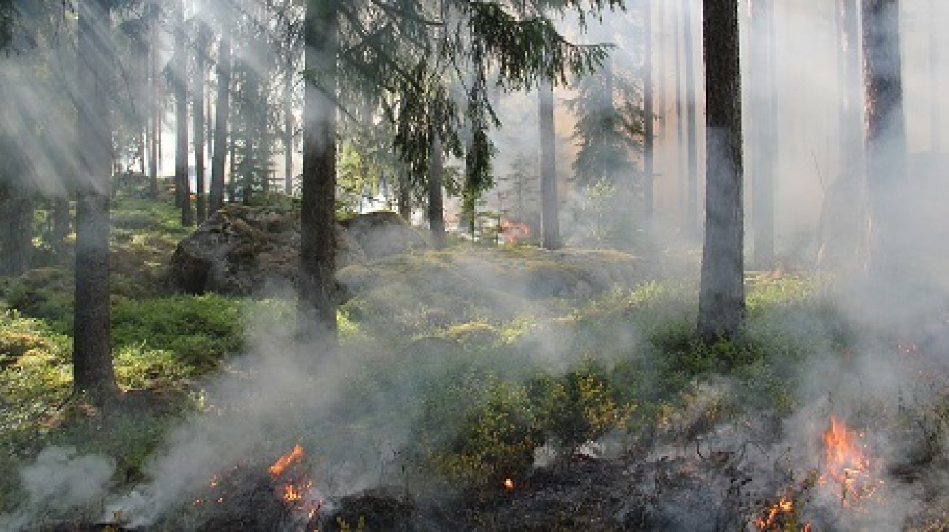 В Белинском районе лесной пожар охватил 6,5 га