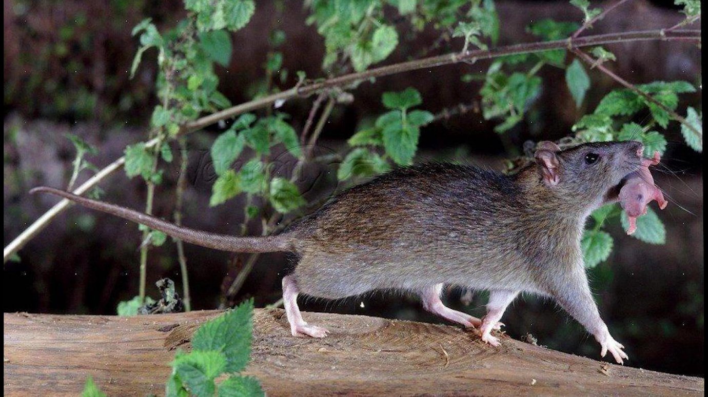 Жителям Пензы рассказали об умственных способностях крыс.