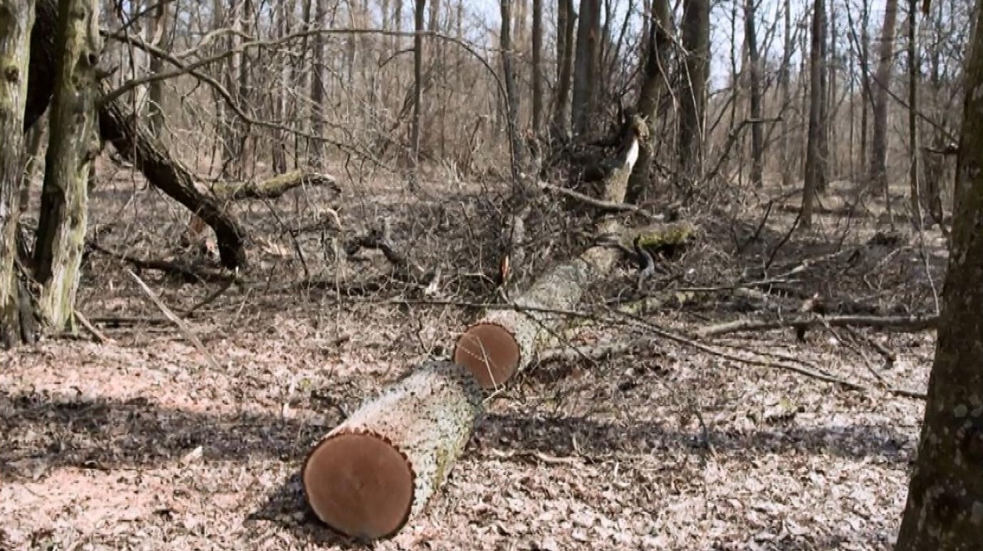 В Пензенской области выявлено восемь случаев незаконной вырубки
