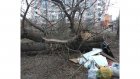 Пензячка пожаловалась на свалку из упавших деревьев в центре города