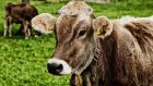 В Кузнецком районе обнаружились больные бруцеллезом коровы