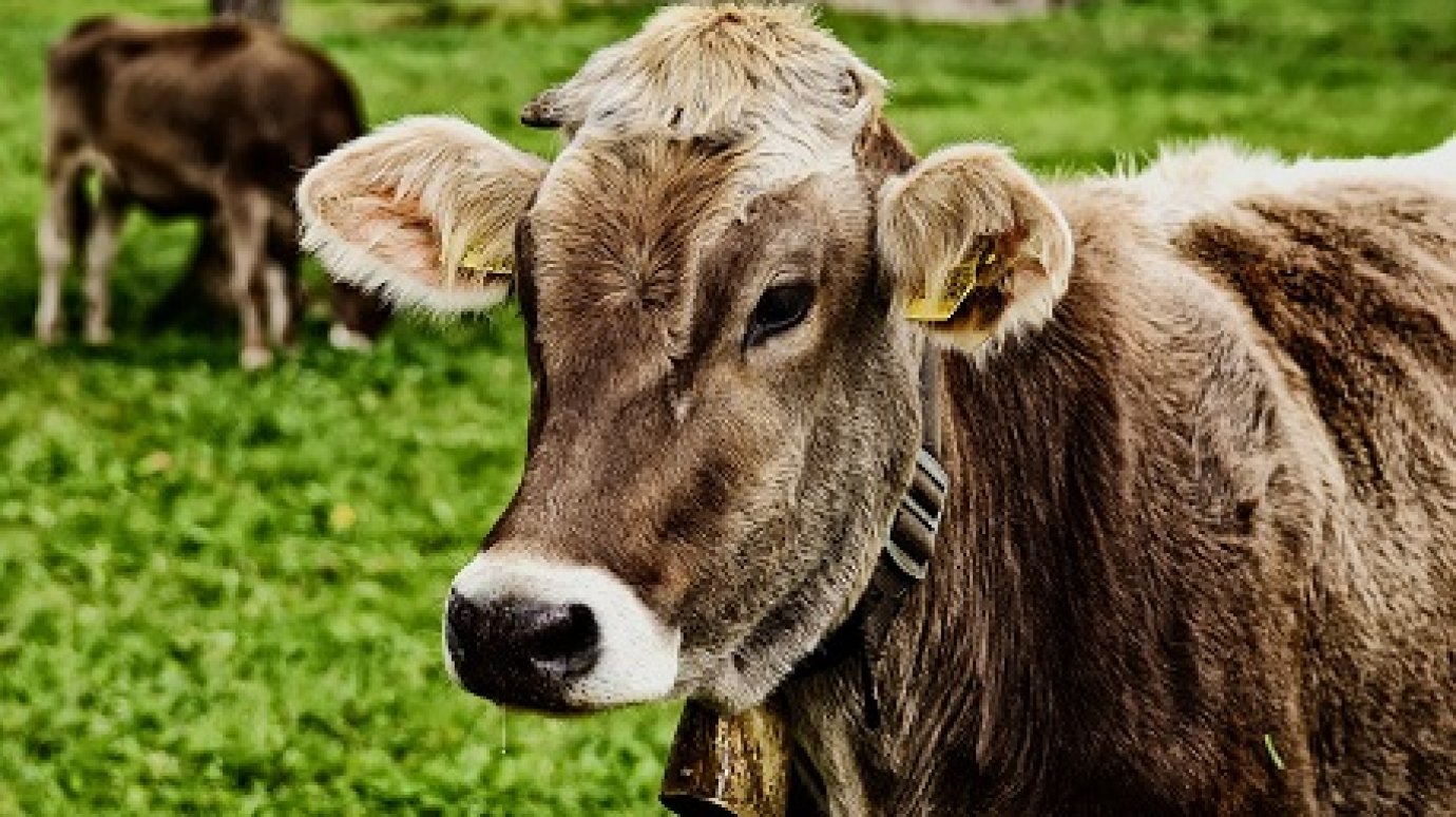 В Кузнецком районе обнаружились больные бруцеллезом коровы