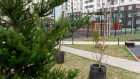 В жилом комплексе «Фаворит» высадили новые деревья