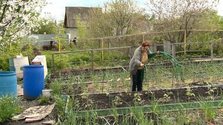 Пензенские дачники вступили в борьбу за будущий урожай