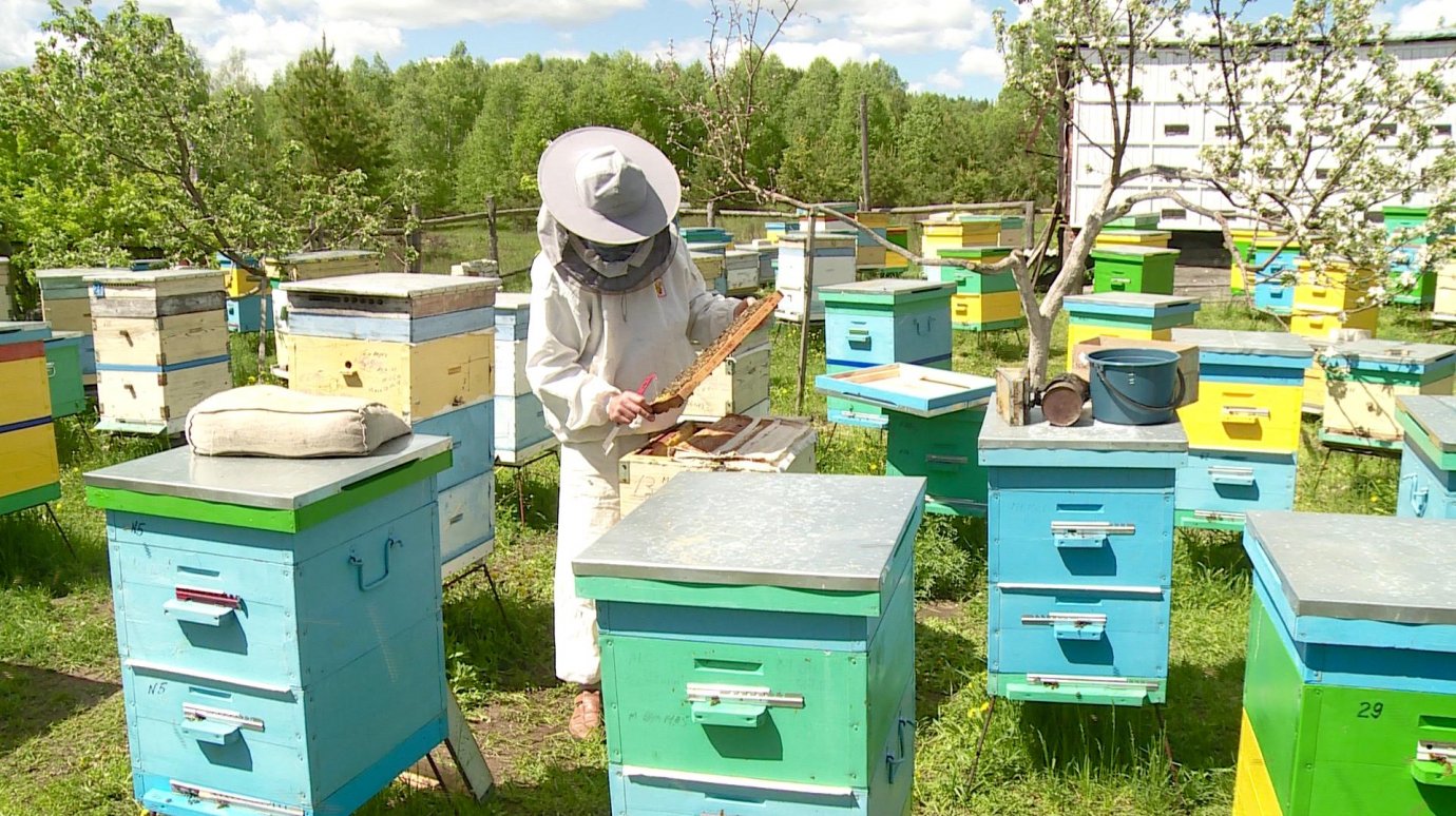 Жители села Армиево отметили Всемирный день пчелы