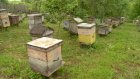 В регионе планируют предотвратить гибель пчел от агрохимикатов