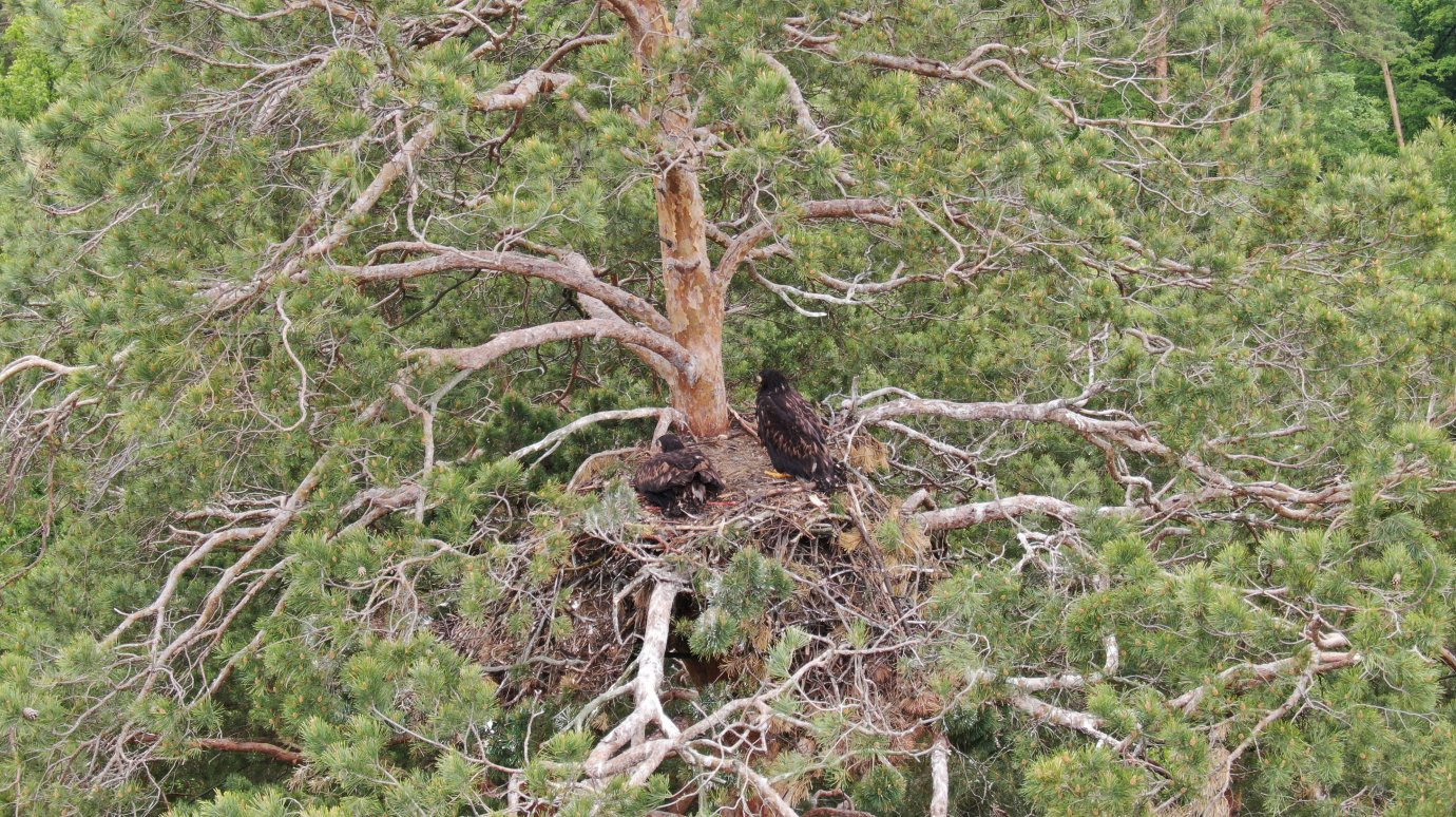 В Пензе нашли гнездо краснокнижного орлана-белохвоста