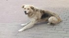 На строительство приюта для собак в Кузнецке нужно 12 млн