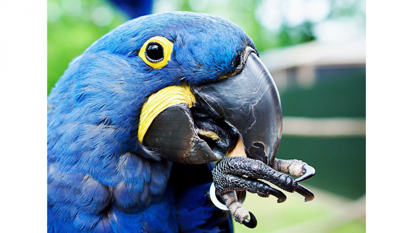 Синяя птица счастья - гиацинтовый ара