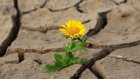 17 июня - День борьбы с опустыниванием и засухой