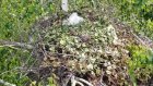 В Мокшанском районе орлы-могильники вывели птенцов