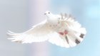 24 июня над Пензой полетят белые голуби и поплывет звон колоколов