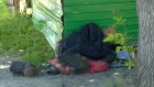 У остановки на улице Калинина поселился агрессивный бездомный
