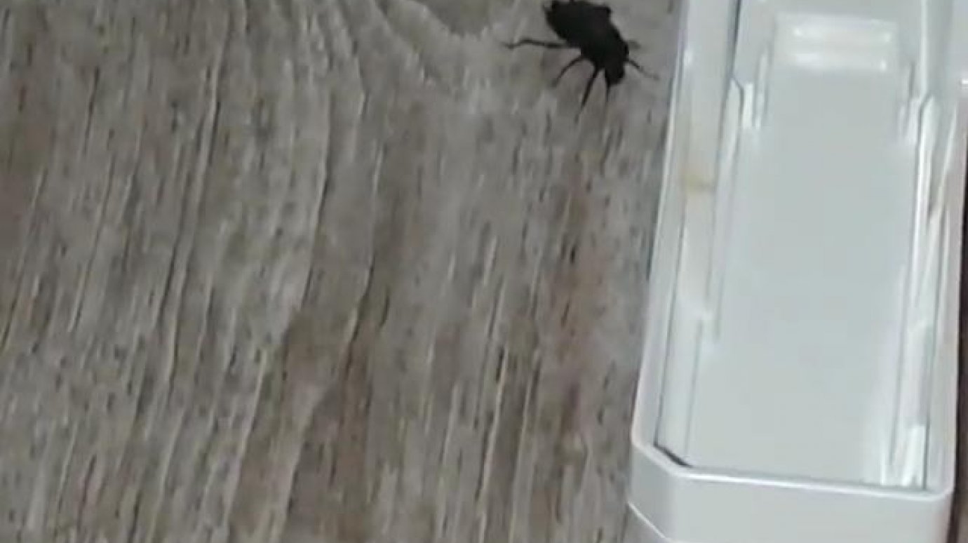 Житель Ударной снял на видео большого черного таракана