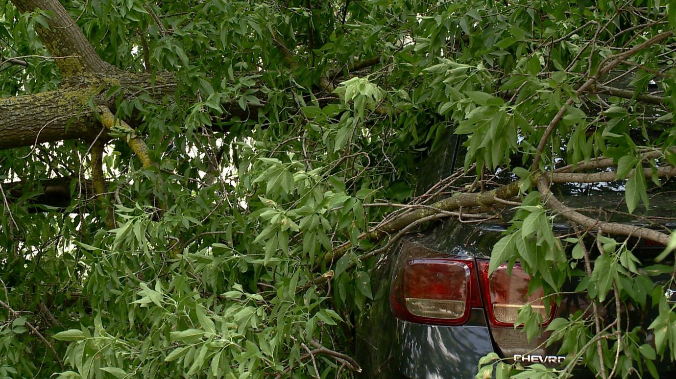 В Пензе из-за сильного ветра деревом накрыло очередной автомобиль