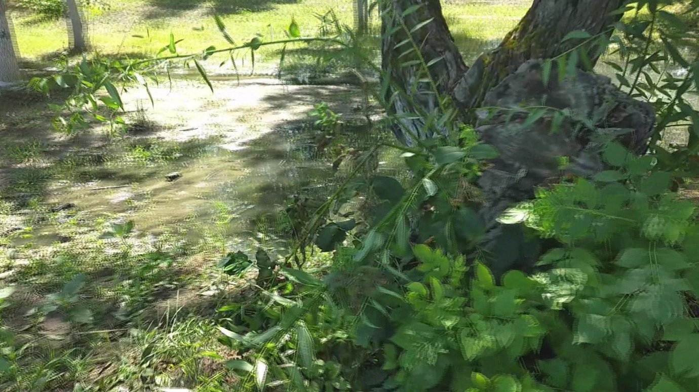 В парке в селе Лопатино появилось озеро из нечистот