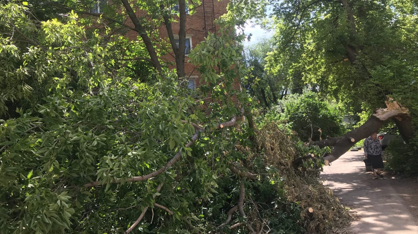 На ул. Луначарского в Пензе упавшее дерево стало «воротами»